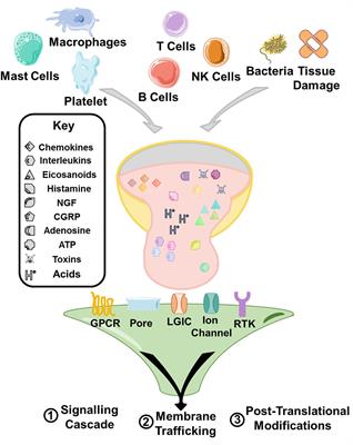 Developing Modern Pain Therapies